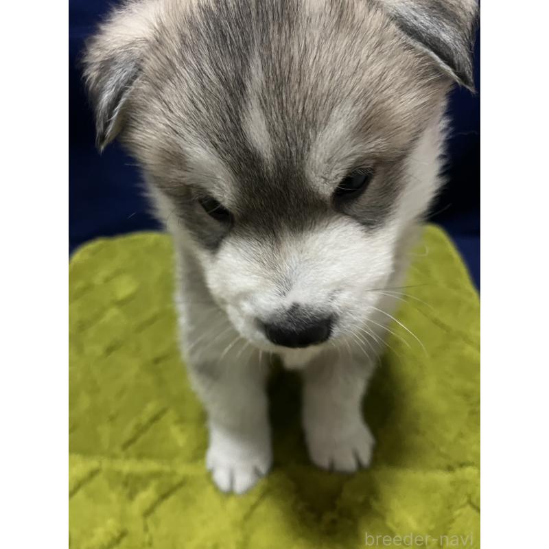 販売中の富山県のシベリアンハスキー-432800の6枚目