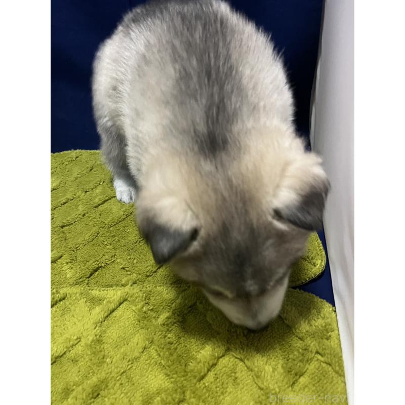 販売中の富山県のシベリアンハスキー-432800の5枚目