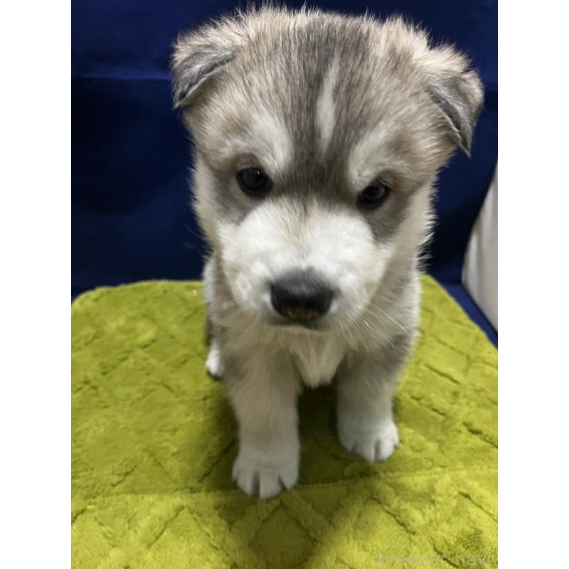 販売中の富山県のシベリアンハスキー-432800の3枚目