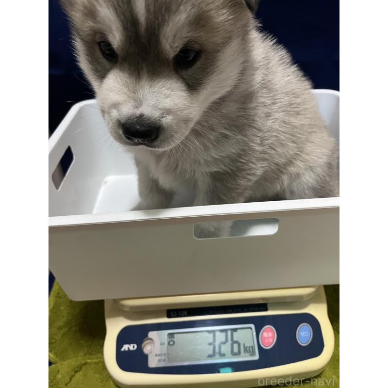 販売中の富山県のシベリアンハスキー-432800の2枚目