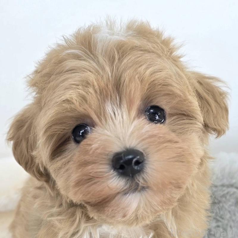 販売中の茨城県のマルプー:マルチーズ×トイプードル-432801の1枚目