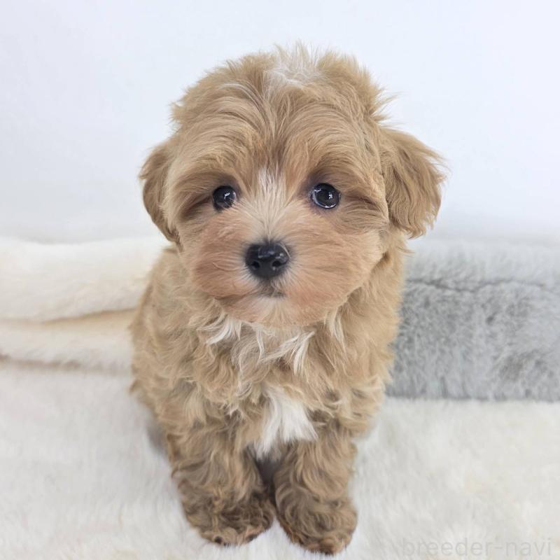 販売中の茨城県のマルプー:マルチーズ×トイプードル-432801の6枚目