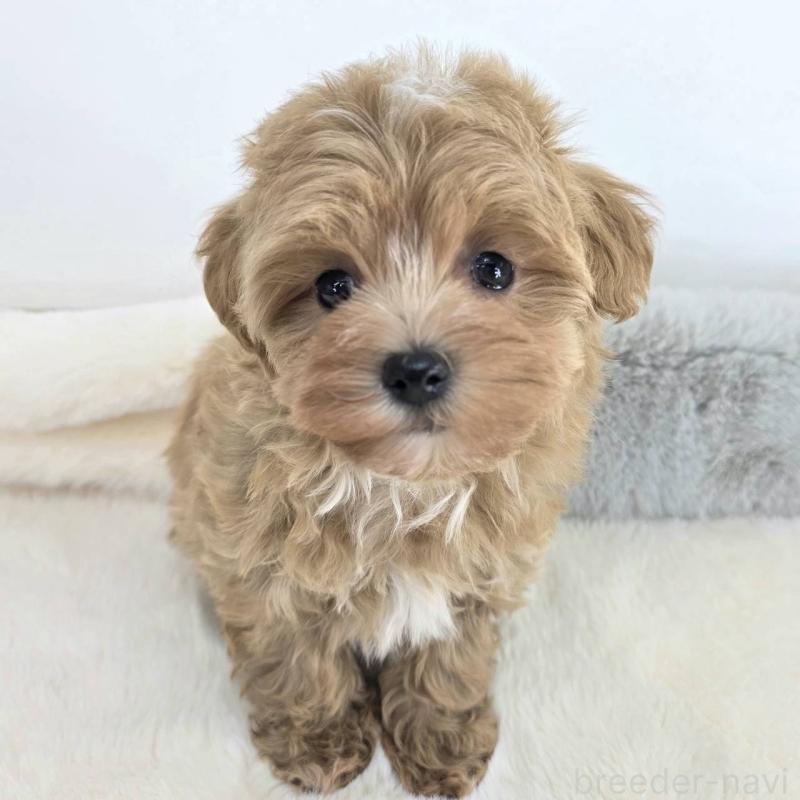 販売中の茨城県のマルプー:マルチーズ×トイプードル-432801の5枚目