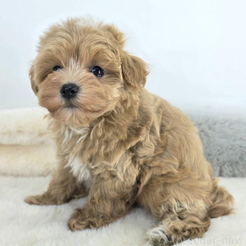 販売中の茨城県のマルプー:マルチーズ×トイプードル-432801の4枚目