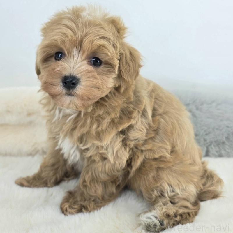 販売中の茨城県のマルプー:マルチーズ×トイプードル-432801の3枚目