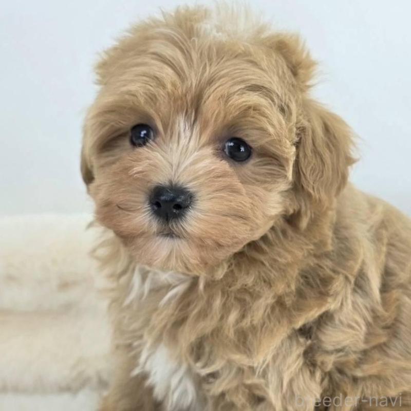 販売中の茨城県のマルプー:マルチーズ×トイプードル-432801の2枚目