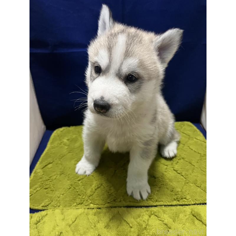 販売中の富山県のシベリアンハスキー-432802