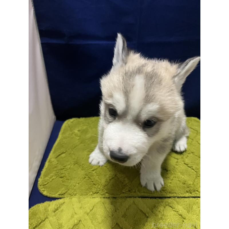 販売中の富山県のシベリアンハスキー-432802の6枚目