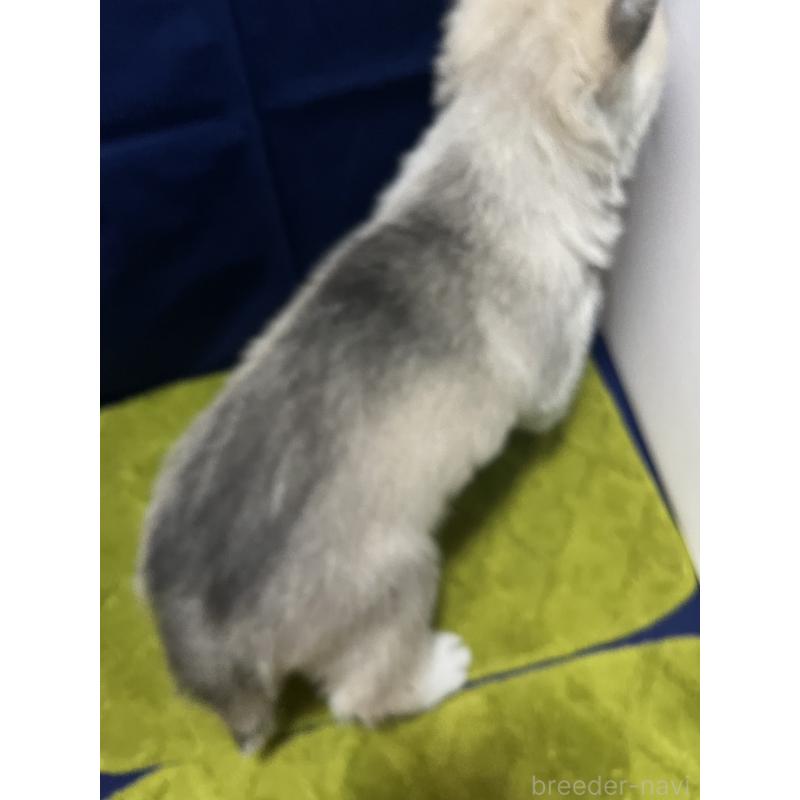 販売中の富山県のシベリアンハスキー-432802の5枚目