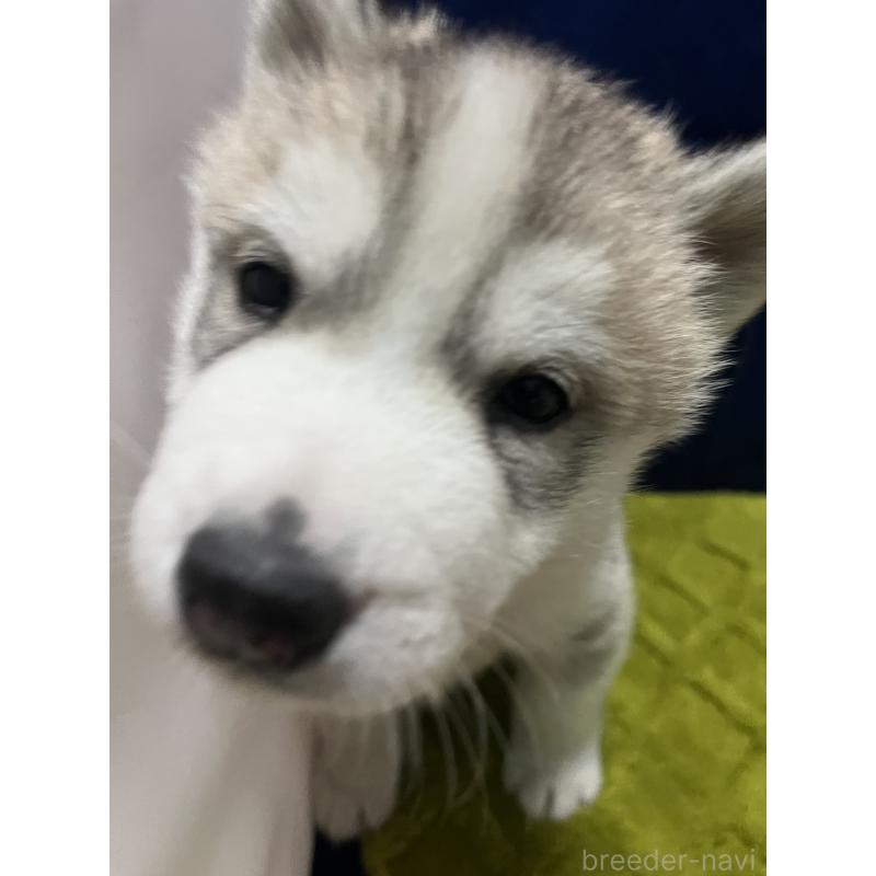 販売中の富山県のシベリアンハスキー-432802の4枚目