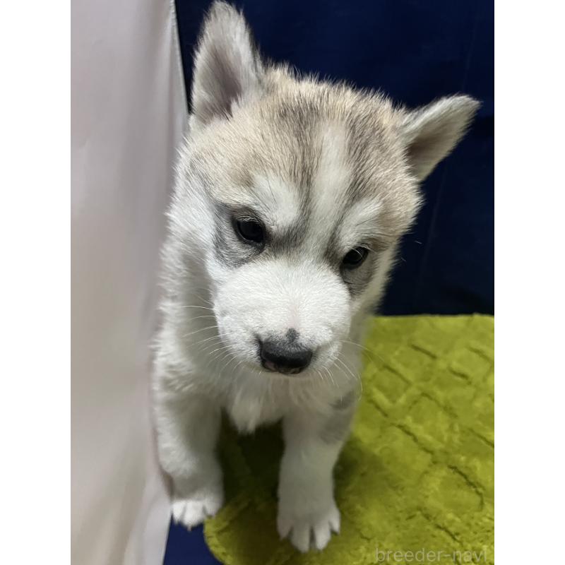 販売中の富山県のシベリアンハスキー-432802の3枚目