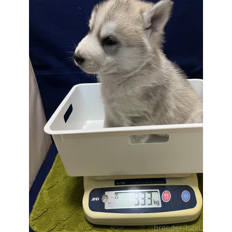 販売中の富山県のシベリアンハスキー-432802の2枚目