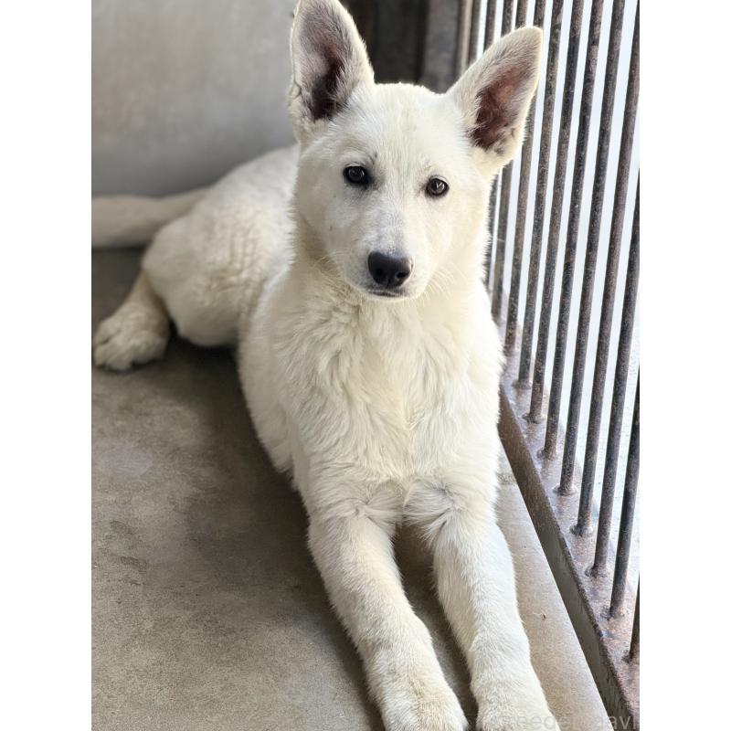 販売中の山梨県のホワイトシェパード-406756の4枚目