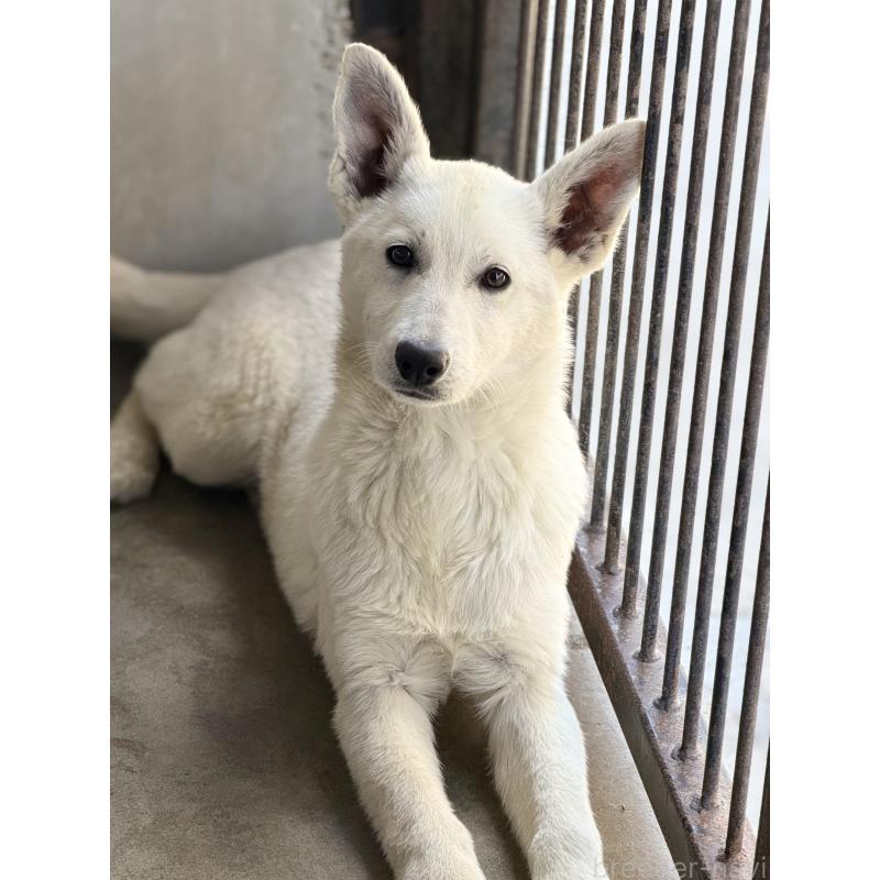 販売中の山梨県のホワイトシェパード-406756の3枚目
