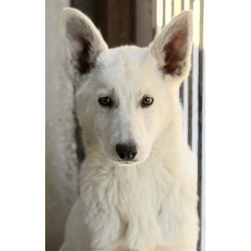 販売中の山梨県のホワイトシェパード-406756の2枚目