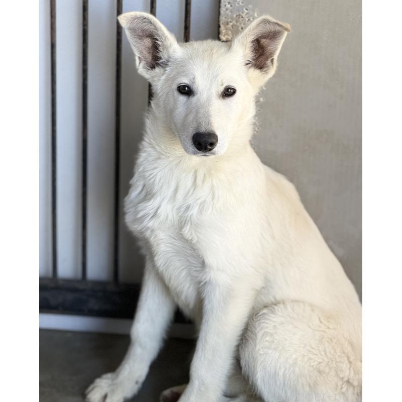 販売中の山梨県のホワイトシェパード-406759の4枚目