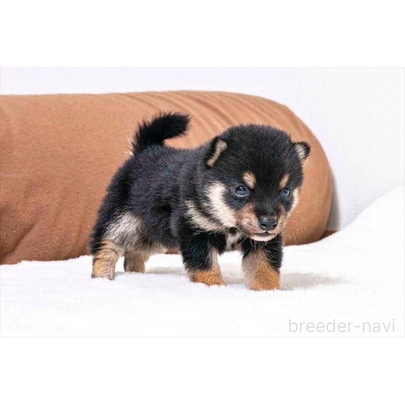 販売中の大分県の豆柴-432803の5枚目