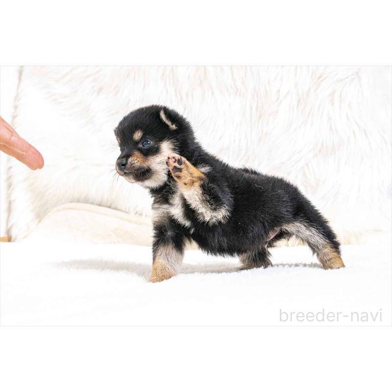 販売中の大分県の豆柴-432803の4枚目