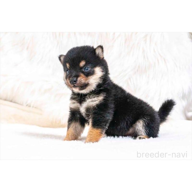 販売中の大分県の豆柴-432803の3枚目