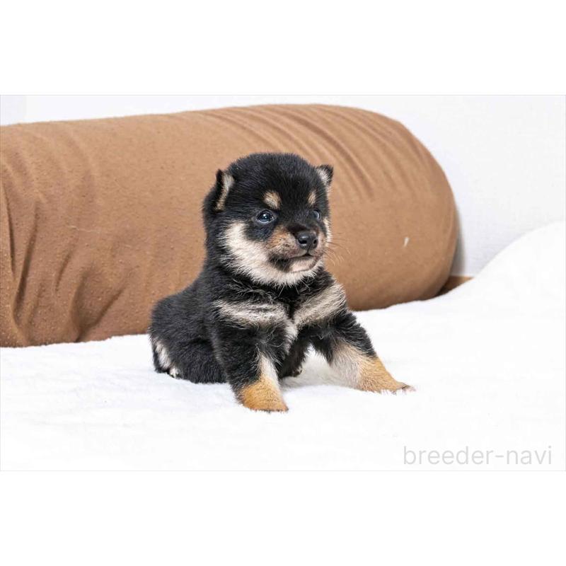 販売中の大分県の豆柴-432803の2枚目