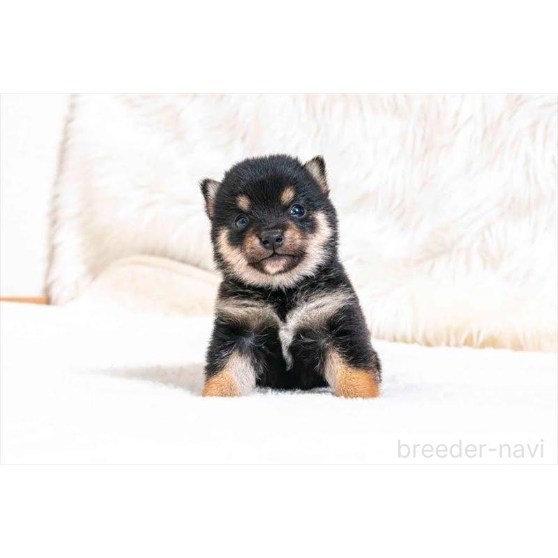 販売中の大分県の豆柴-432803