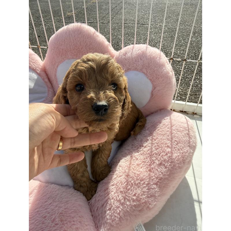 販売中の岐阜県のコッカプー:アメリカンコッカースパニエル×トイプードル-432804の3枚目