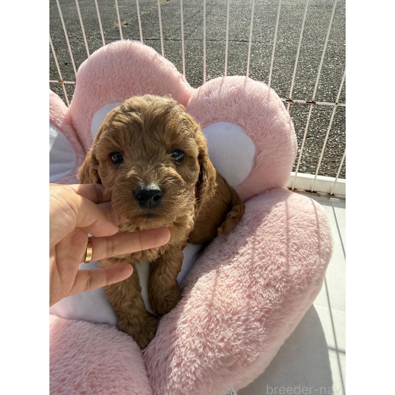 販売中の岐阜県のコッカプー:アメリカンコッカースパニエル×トイプードル-432804の2枚目