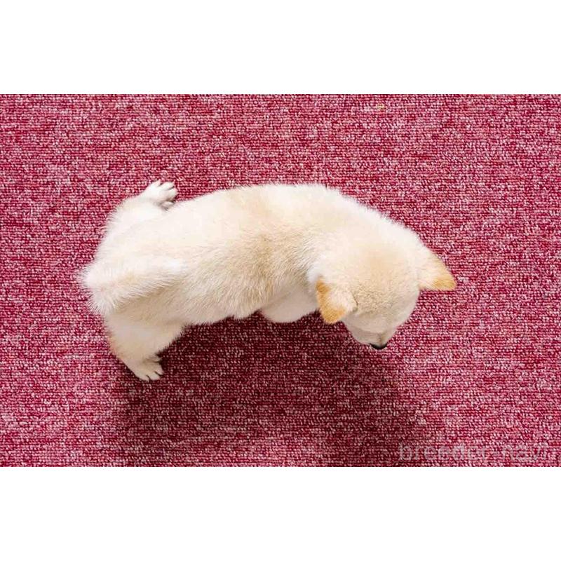 販売中の大分県の豆柴-432805の5枚目