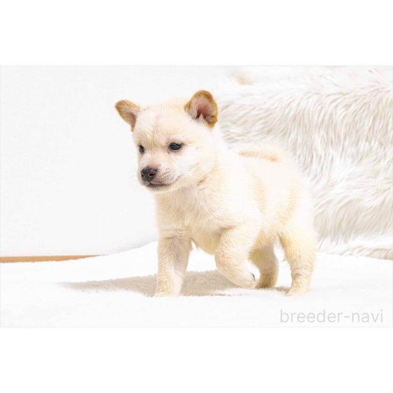 販売中の大分県の豆柴-432805の3枚目