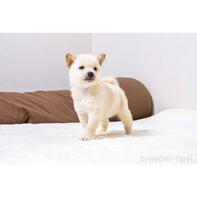 販売中の大分県の豆柴-432805の2枚目