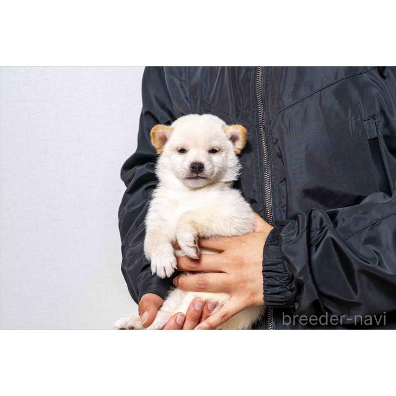 販売中の大分県の豆柴-432805