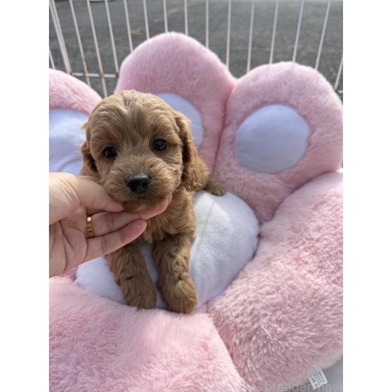 販売中の岐阜県のコッカプー:アメリカンコッカースパニエル×トイプードル-432806の3枚目