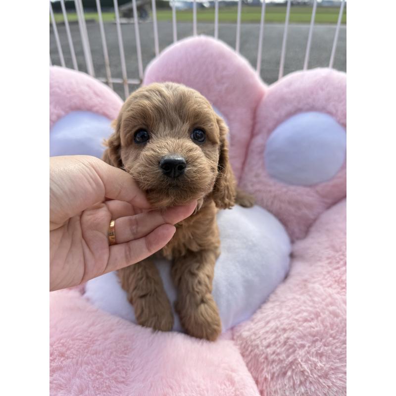 販売中の岐阜県のコッカプー:アメリカンコッカースパニエル×トイプードル-432806の2枚目