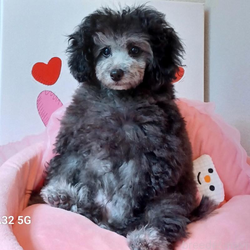 販売中の三重県のトイプードル-410266の8枚目