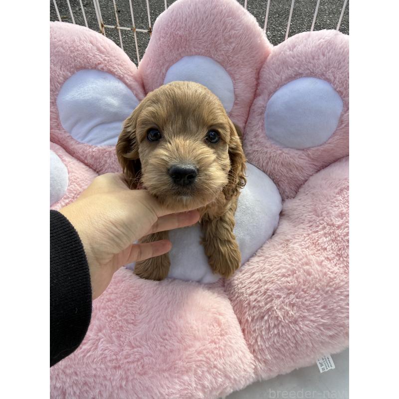 販売中の岐阜県のコッカプー:アメリカンコッカースパニエル×トイプードル-432807の3枚目