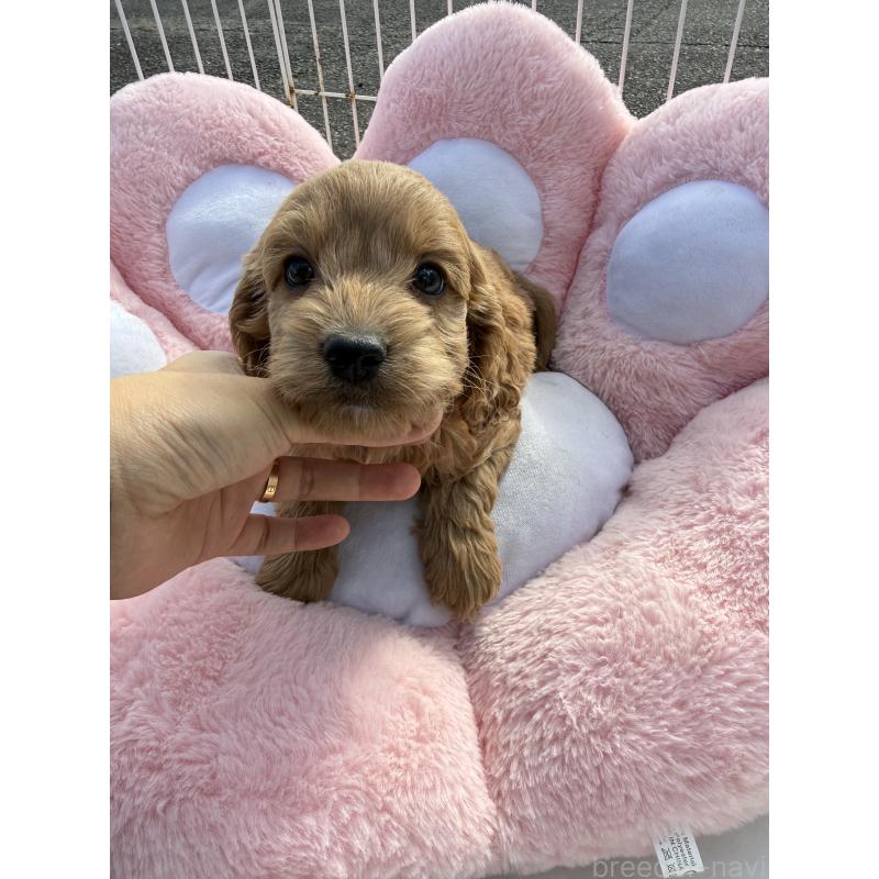 販売中の岐阜県のコッカプー:アメリカンコッカースパニエル×トイプードル-432807の2枚目