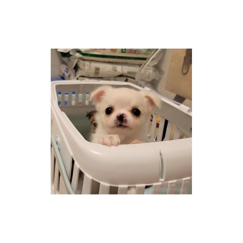 販売中の滋賀県のチワワ(ロングコート)-432808の1枚目