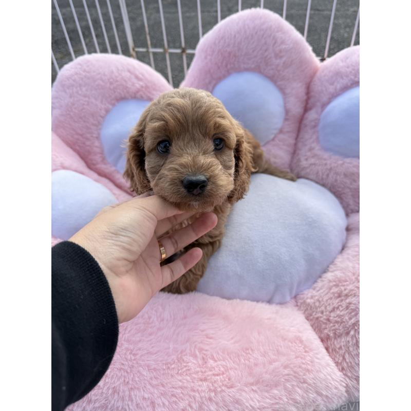 販売中の岐阜県のコッカプー:アメリカンコッカースパニエル×トイプードル-432809の3枚目