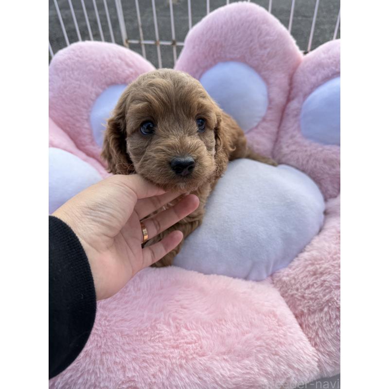 販売中の岐阜県のコッカプー:アメリカンコッカースパニエル×トイプードル-432809の2枚目