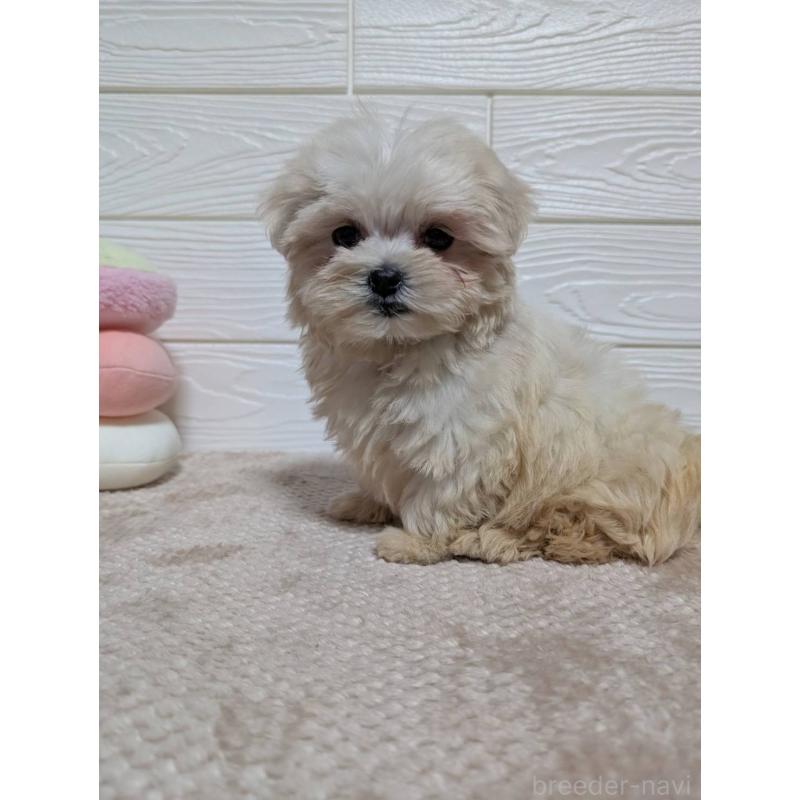 販売中の宮崎県のミックス犬-432811