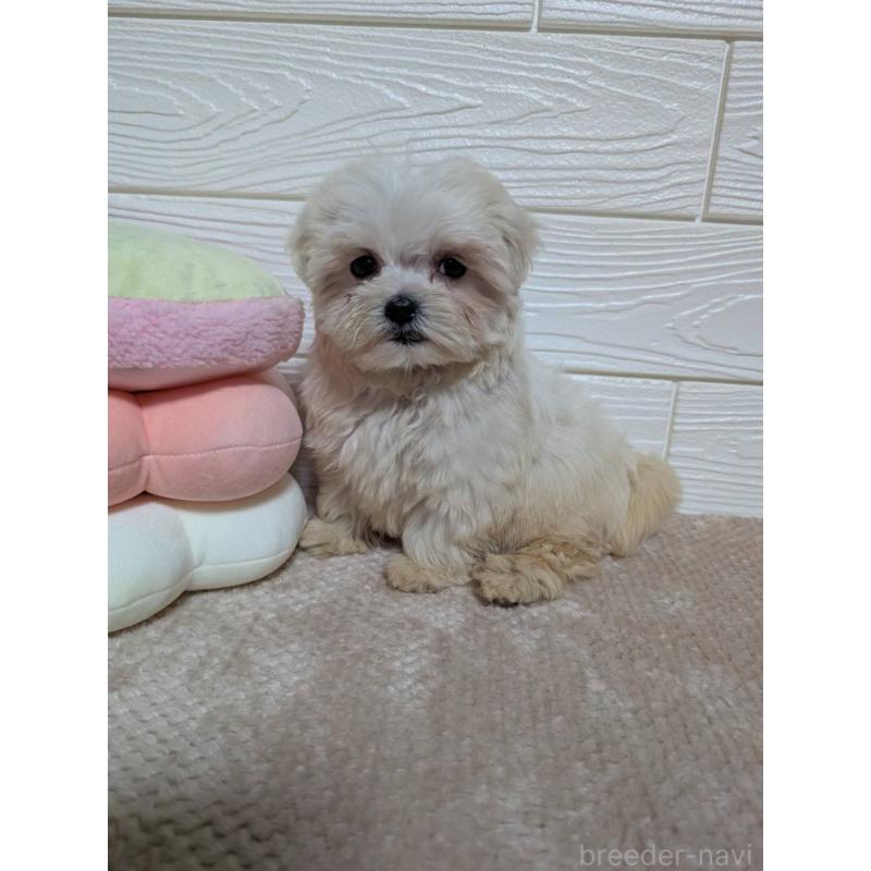 販売中の宮崎県のミックス犬-432811の6枚目