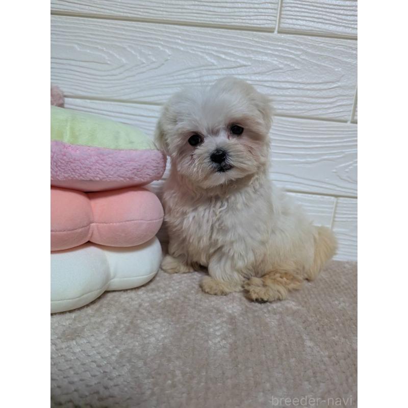 販売中の宮崎県のミックス犬-432811の5枚目