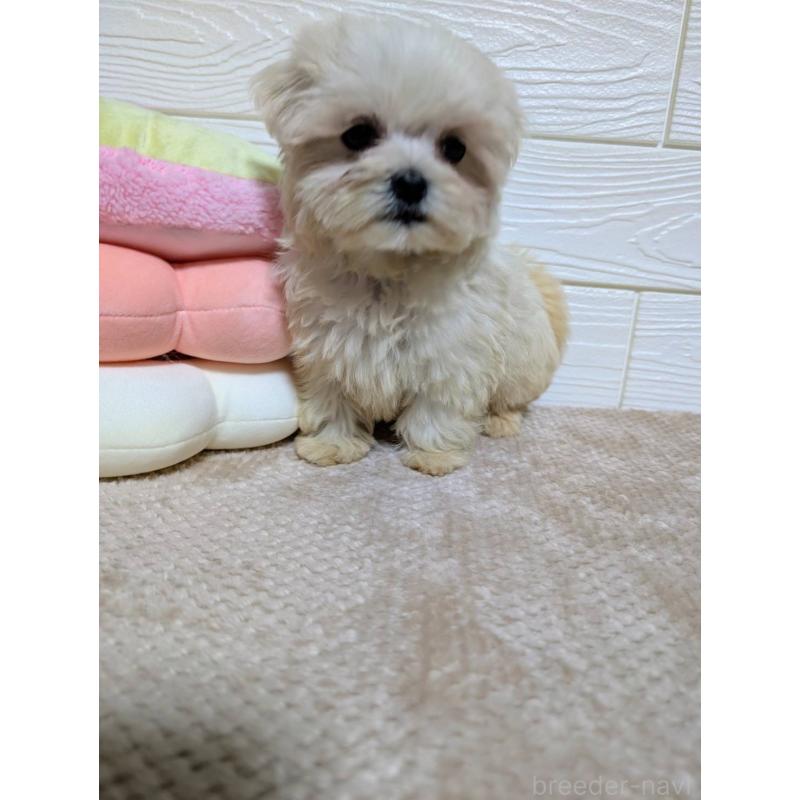 販売中の宮崎県のミックス犬-432811の4枚目