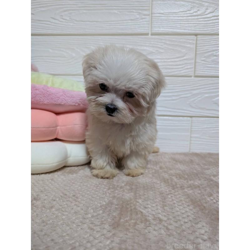 販売中の宮崎県のミックス犬-432811の3枚目