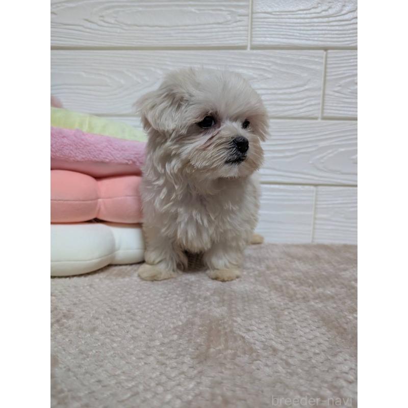 販売中の宮崎県のミックス犬-432811の2枚目