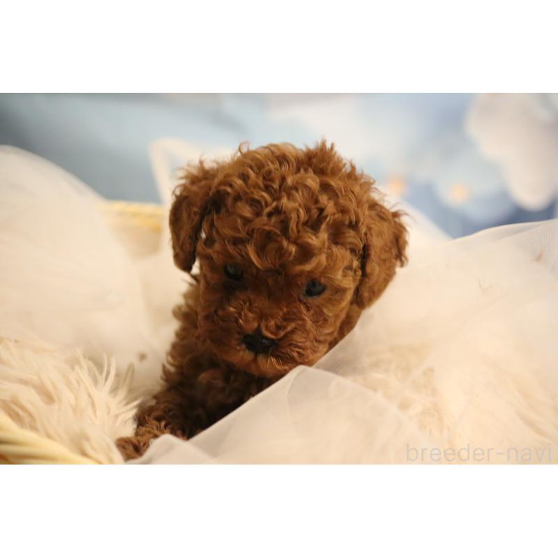 販売中の福井県のタイニープードル-432814の5枚目