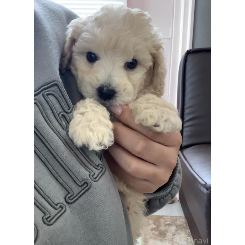 成約済の滋賀県のビションプー:ビションフリーゼ×トイプードル-431131の2枚目