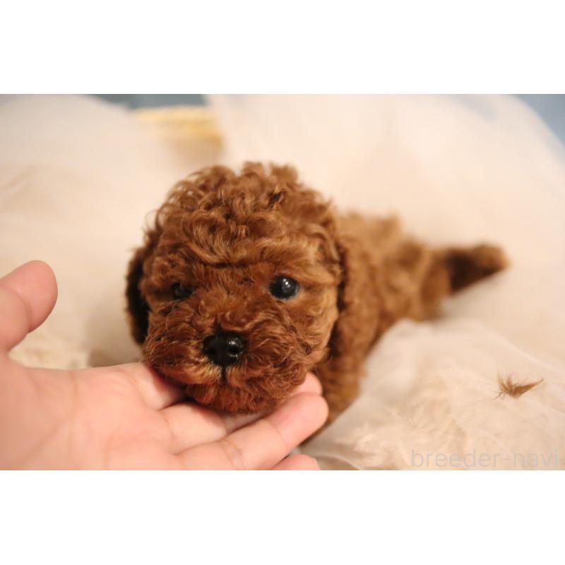 販売中の福井県のタイニープードル-432814の4枚目