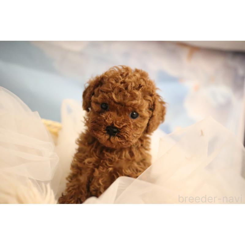 販売中の福井県のタイニープードル-432814の3枚目