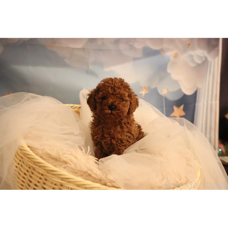 販売中の福井県のタイニープードル-432814の2枚目